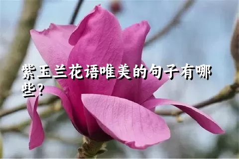 紫玉兰花语唯美的句子有哪些？