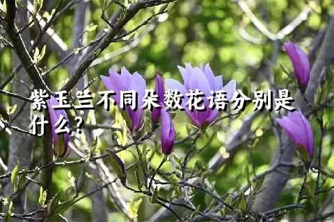 紫玉兰不同朵数花语分别是什么？