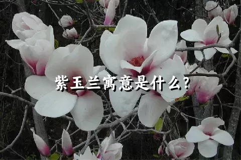 紫玉兰寓意是什么？