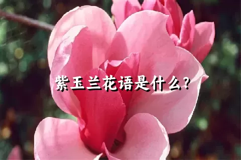 紫玉兰花语是什么？