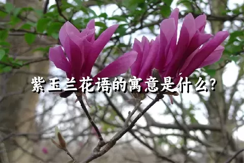 紫玉兰花语的寓意是什么？