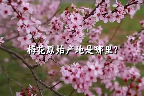 梅花原始产地是哪里？