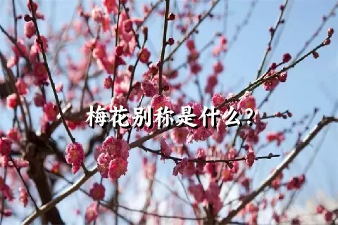 梅花别称是什么？