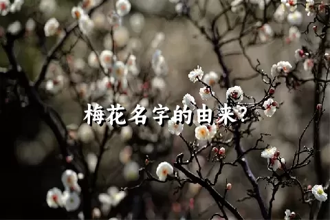 梅花名字的由来？