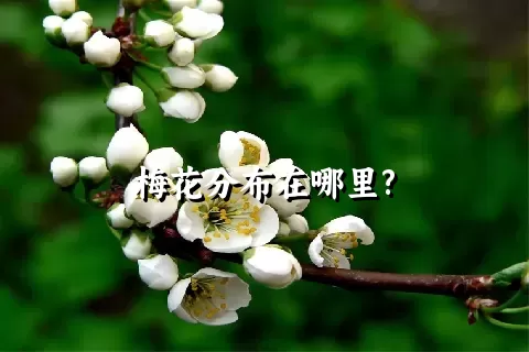 梅花分布在哪里?