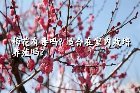 梅花有毒吗？适合在室内栽培养殖吗？