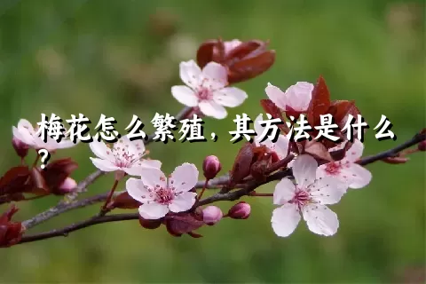 梅花怎么繁殖，其方法是什么？