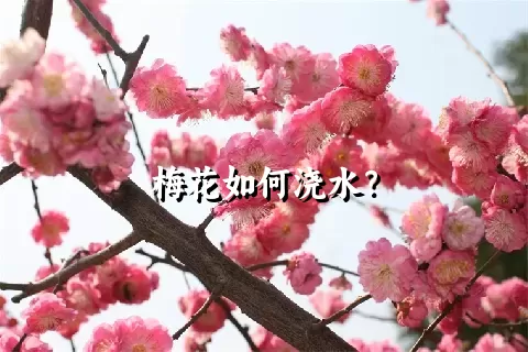 梅花如何浇水？