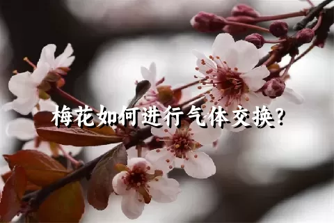 梅花如何进行气体交换？