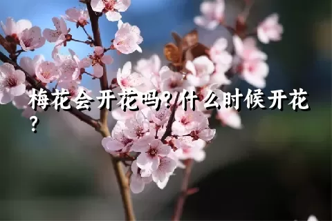 梅花会开花吗？什么时候开花？