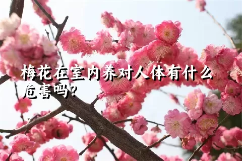 梅花在室内养对人体有什么危害吗？