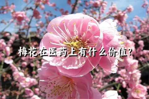 梅花在医药上有什么价值？