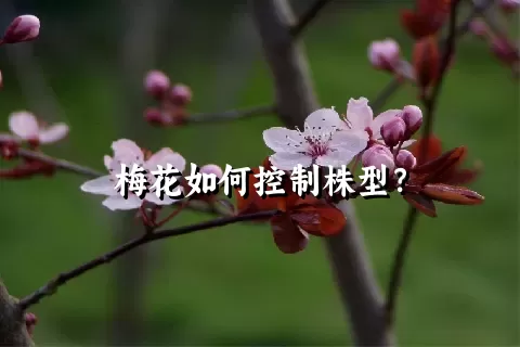 梅花如何控制株型？