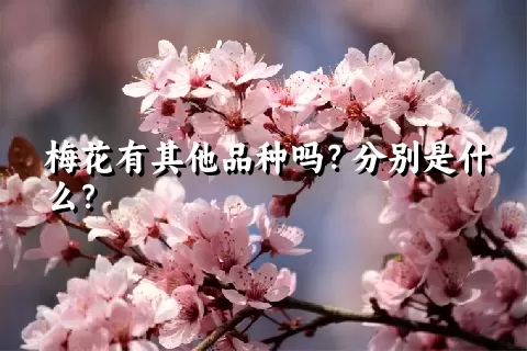 梅花有其他品种吗？分别是什么？