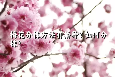 梅花分株方法有播种？如何分株？