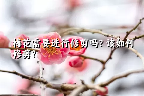 梅花需要进行修剪吗？该如何修剪？