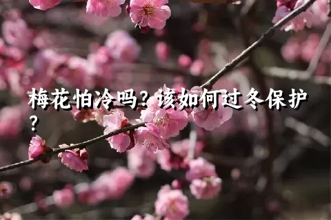 梅花怕冷吗？该如何过冬保护？