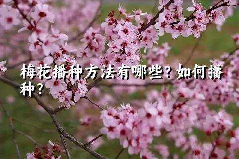 梅花播种方法有哪些？如何播种？