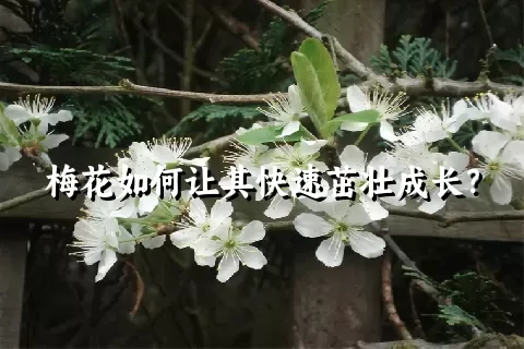 梅花如何让其快速茁壮成长？