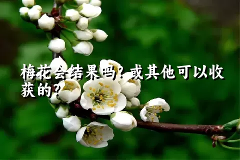 梅花会结果吗？或其他可以收获的？