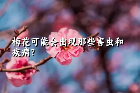 梅花可能会出现那些害虫和疾病？