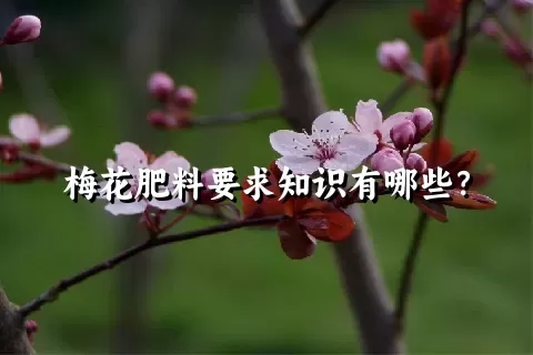 梅花肥料要求知识有哪些？