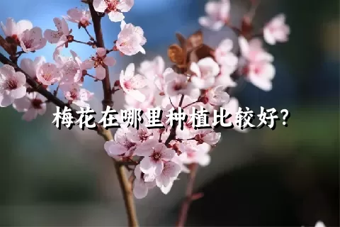 梅花在哪里种植比较好？