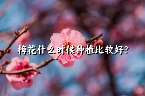 梅花什么时候种植比较好？