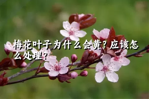 梅花叶子为什么会黄？应该怎么处理？