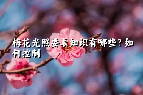 梅花光照要求知识有哪些？如何控制