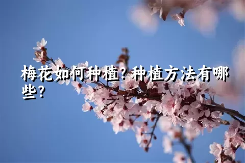 梅花如何种植？种植方法有哪些？