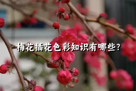 梅花插花色彩知识有哪些？