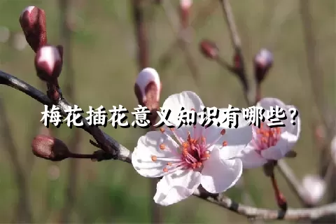 梅花插花意义知识有哪些？