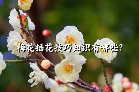 梅花插花技巧知识有哪些？