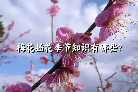 梅花插花季节知识有哪些？