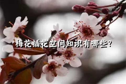 梅花插花空间知识有哪些？