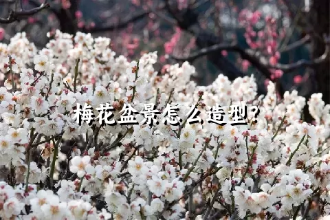 梅花盆景怎么造型？