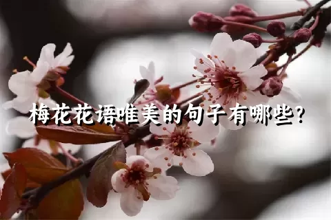 梅花花语唯美的句子有哪些？