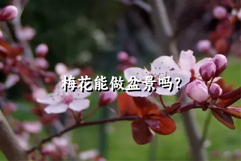 梅花能做盆景吗？