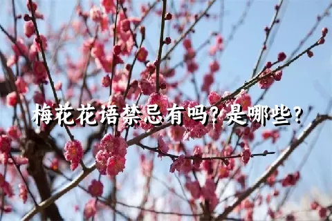 梅花花语禁忌有吗？是哪些？