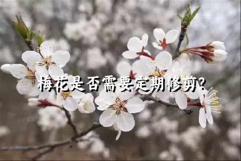 梅花是否需要定期修剪？