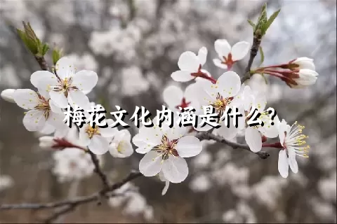 梅花文化内涵是什么？