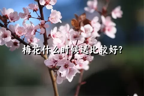 梅花什么时候送比较好？