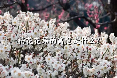 梅花花语的寓意是什么？