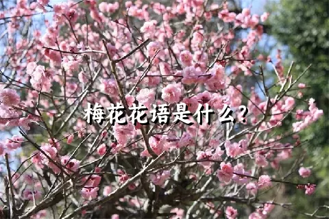 梅花花语是什么？