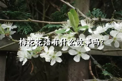 梅花花语有什么故事吗？