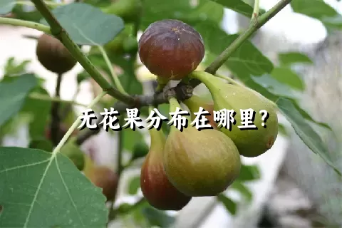 无花果分布在哪里?