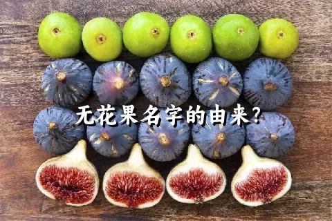 无花果名字的由来？