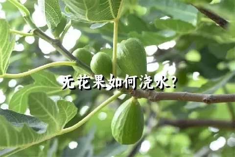 无花果如何浇水？