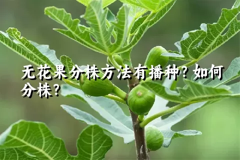 无花果分株方法有播种？如何分株？